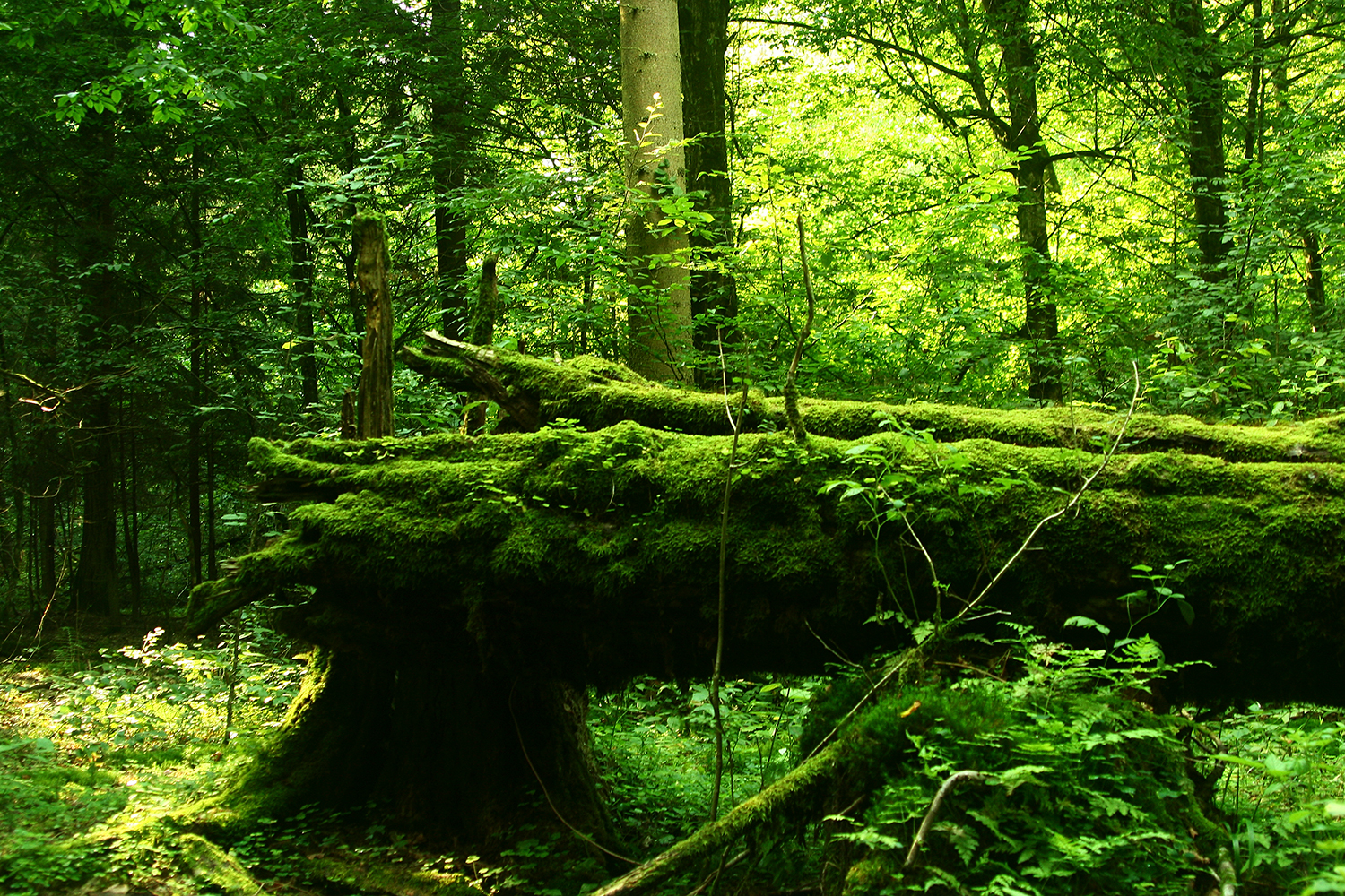 La forêt primare de Bialowieza en Pologne