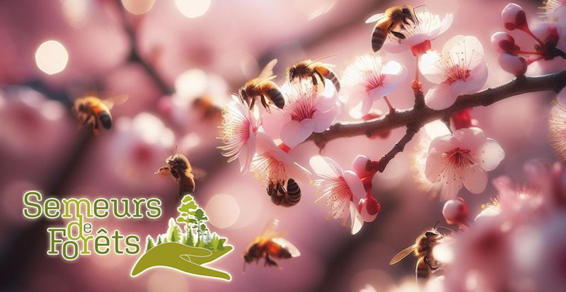 Le printemps des forêts