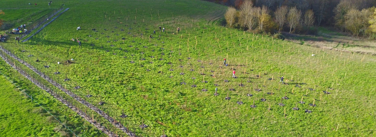 Abzac - terrain de Semeurs de Forêts