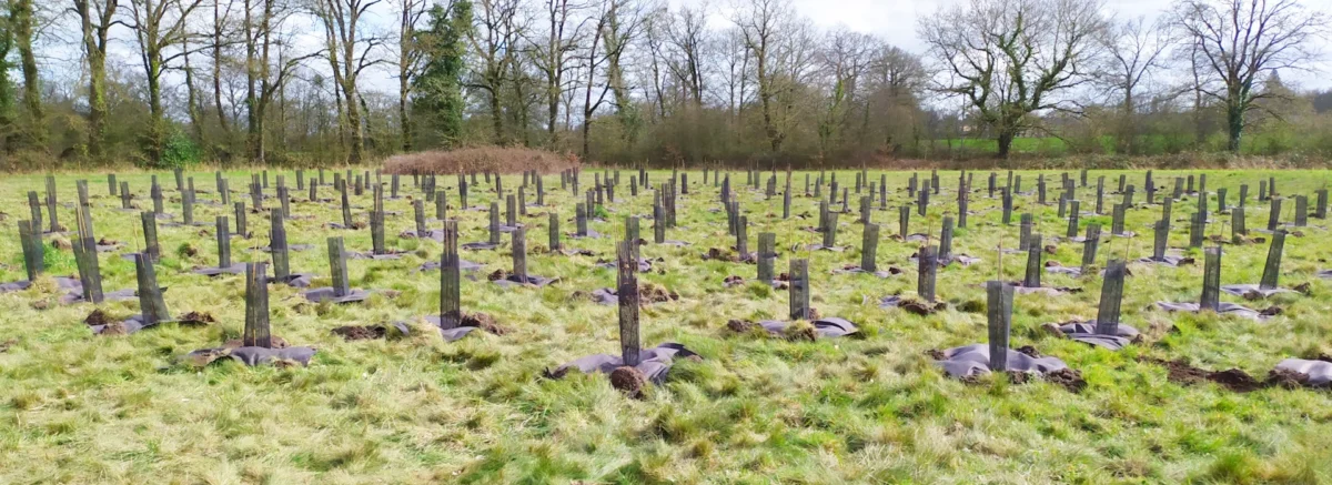Clessé - terrain de Semeurs de Forêts