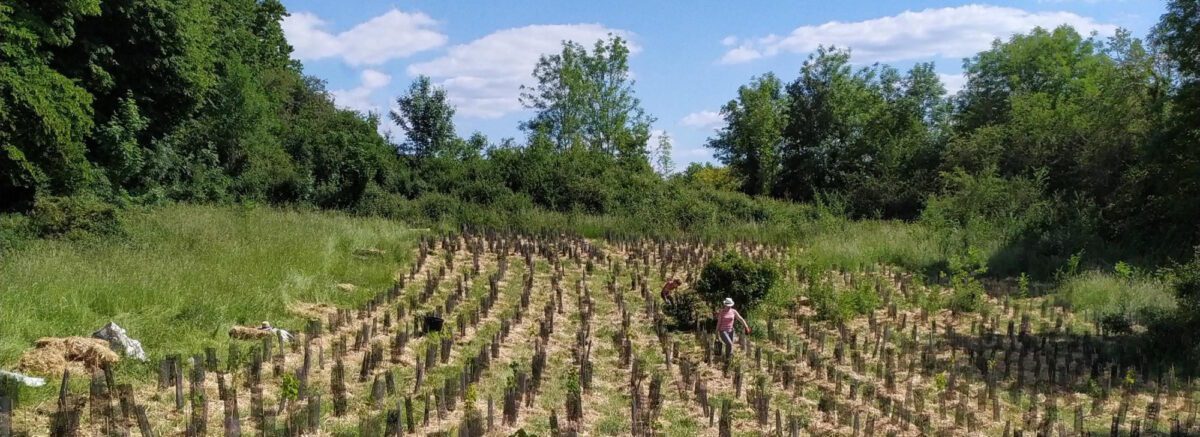 Le premier terrain de Semeurs de Forêts