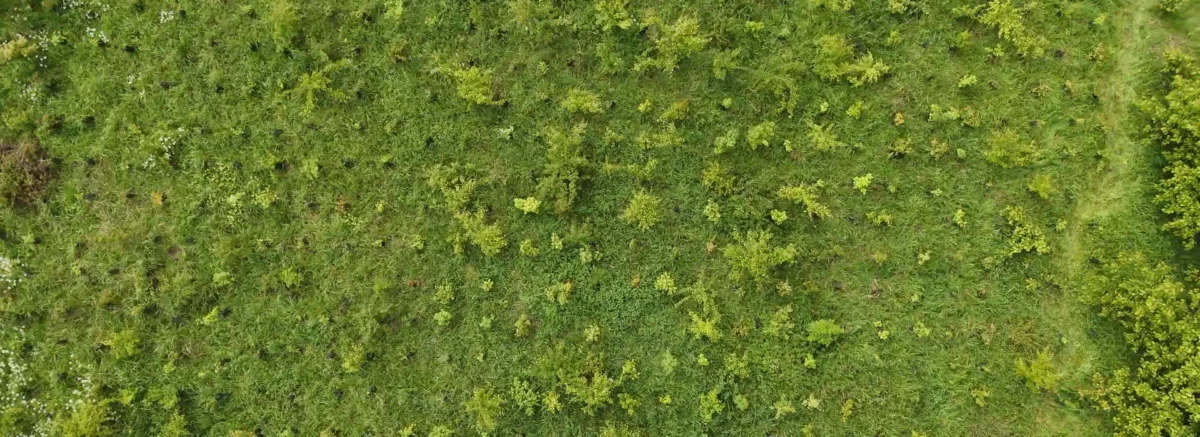 Juvignies - Terrain de Semeurs de Forêts