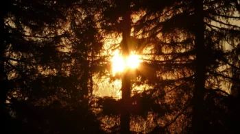 Un legs pour les forêts pour la nature
