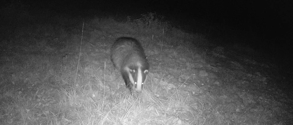 Un blaireau sur un des terrains de l'association Semeurs de Forêts