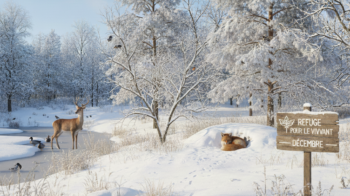En décembre on offre un refuge pour le vivant avec Semeurs de Forêts
