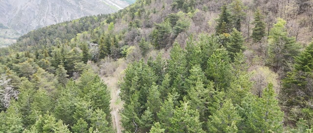 Une forêt d'alttude de 37 ha à sanctuariser dans les Alpes par Semeurs de Forêts