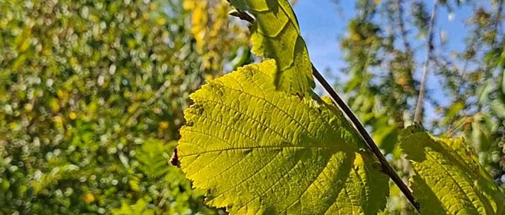 arbres canicule oise